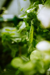 chefsTABLE garden green vegetble