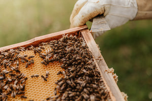 chefsTABLE apiary beehive honey bees