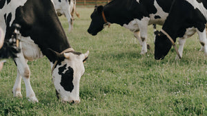 chefsTABLE farm assured meat cows