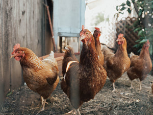 chefsTABLE chicken coop 